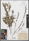 Foto von Salix purpurea L. x Salix rosmarinifolia L.